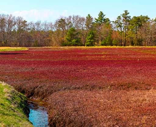 Wisconsin’s Cranberry Legacy