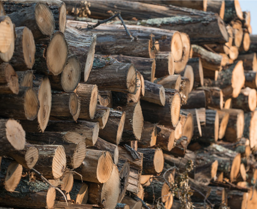 Experiencing Wisconsin’s Lumber Boom